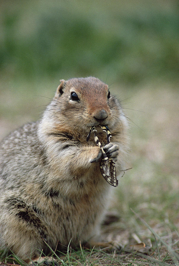 Arctic Ground Squirrel Feeding Photograph by Michael Quinton