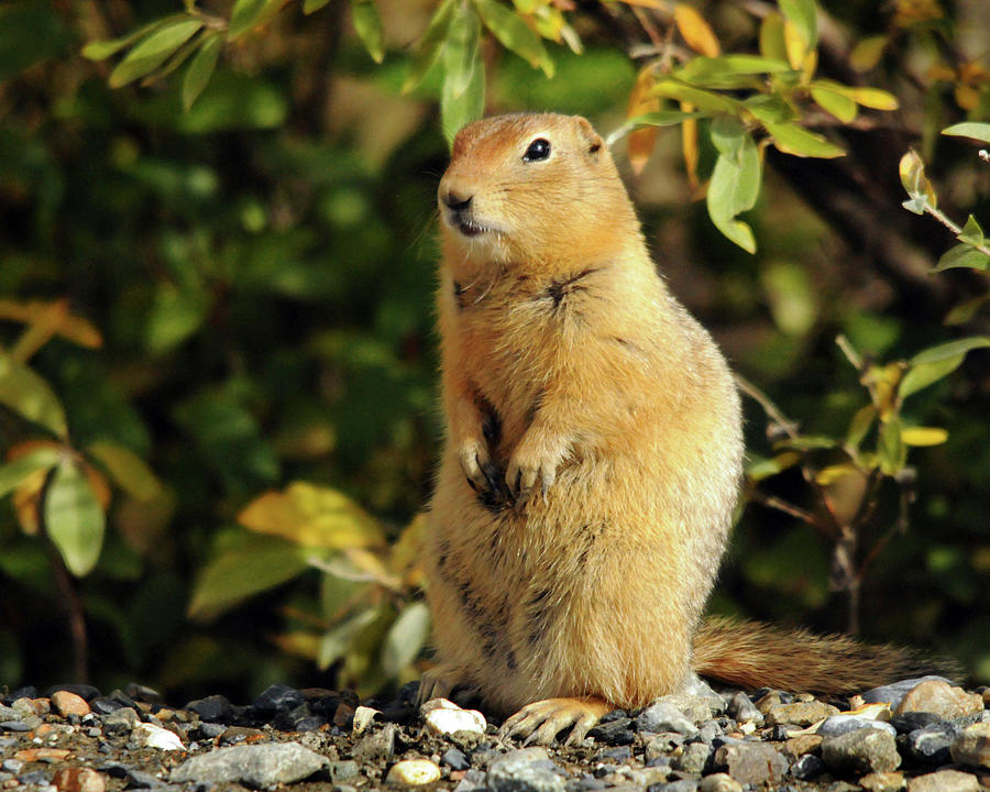 Arctic Ground Squirrel Posing, Denali Photograph by Michel Hersen