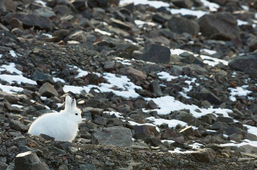 Arctic Hare Photograph by Louise Murray/science Photo Library