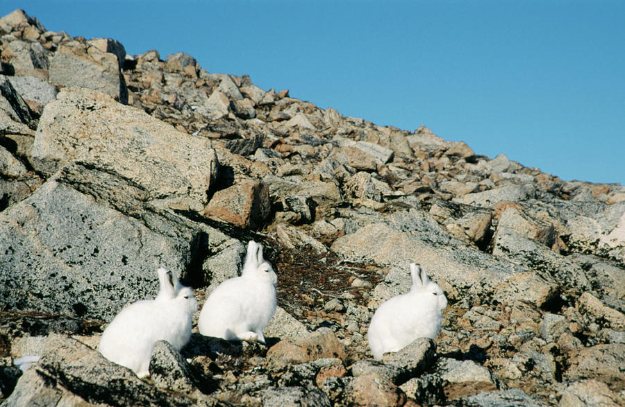 Arctic Hares Photograph by Simon Fraser/science Photo Library