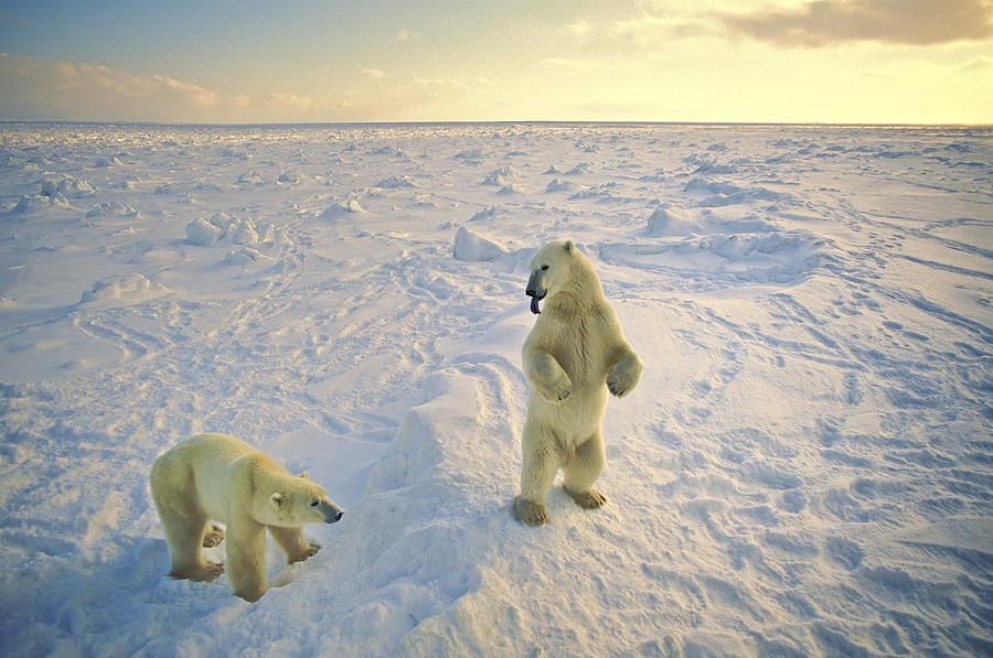 Arctic Jokers Photograph by Randy Green