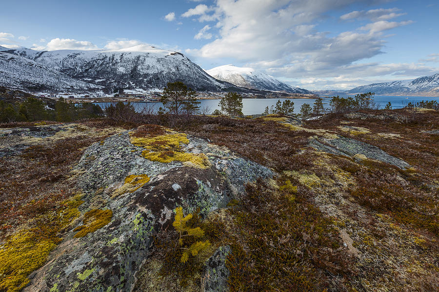 Arctic Lichen Photograph by Andy Bitterer