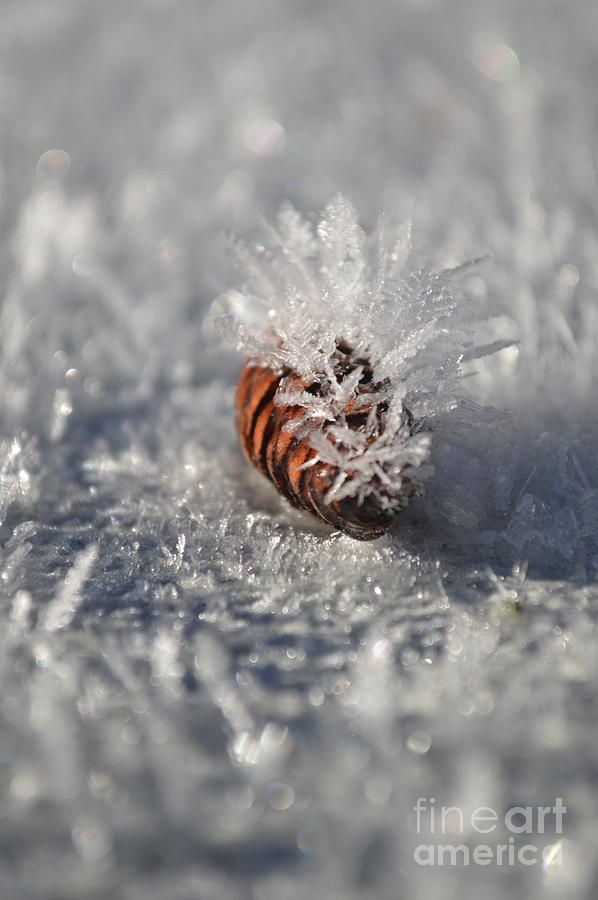 Brian Boyle Photograph - Arctic pine cone porcupine by Brian Boyle