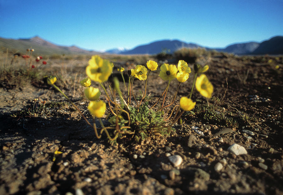 Arctic Poppies Photograph by Simon Fraser/science Photo Library