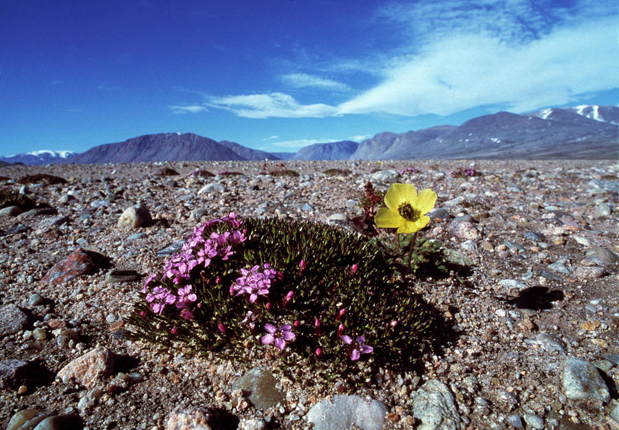 Arctic Poppy And Moss Campion Photograph by Simon Fraser/science Photo Library