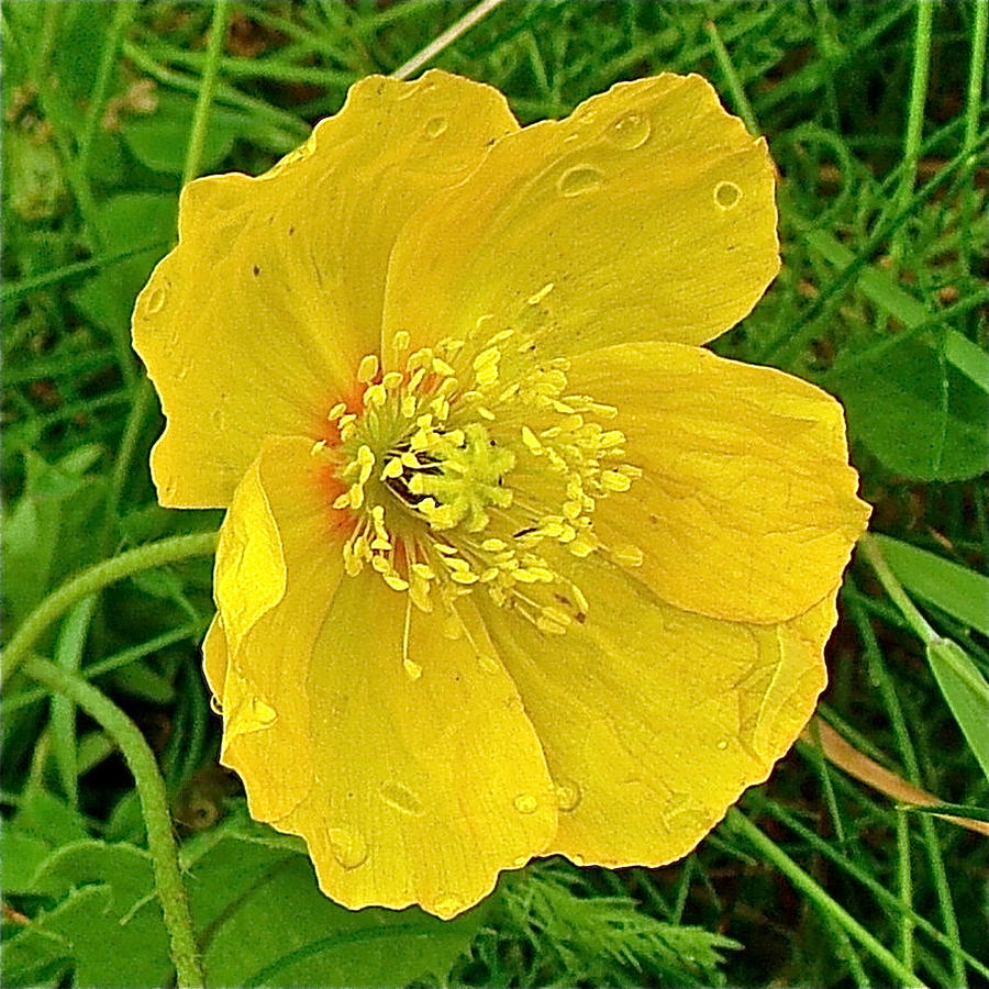 Arctic Poppy By Maligne Lake Trail In Jasper Np-ab Photograph