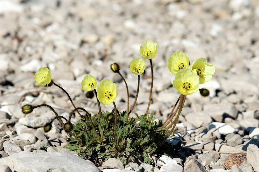 Arctic Poppy Photograph by Louise Murray/science Photo Library