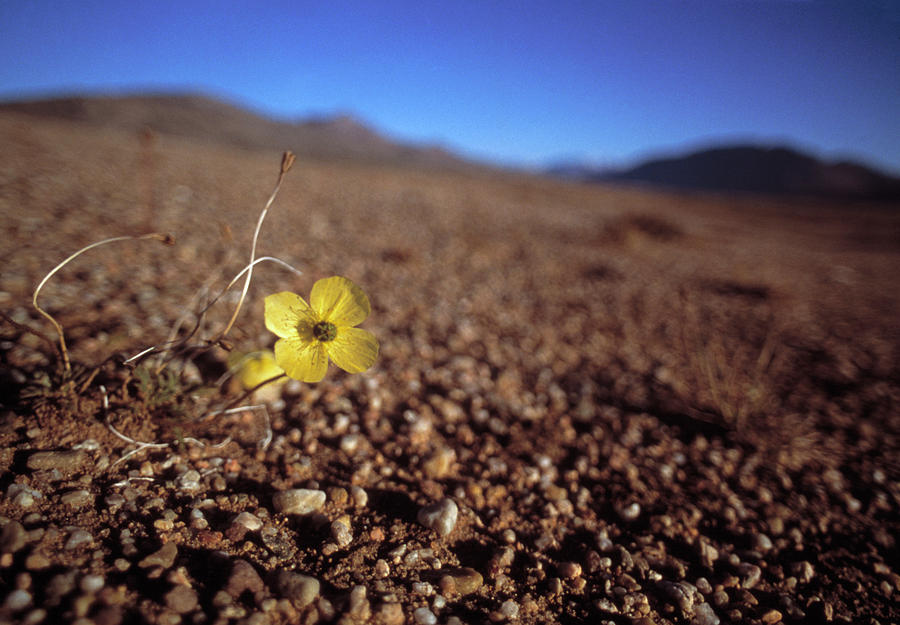 Arctic Poppy Photograph by Simon Fraser/science Photo Library