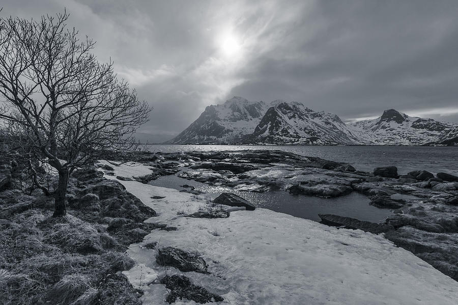 Arctic Spring  Photograph by Andy Bitterer