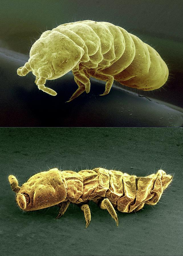 Arctic Springtails Photograph by British Antarctic Survey/science Photo Library
