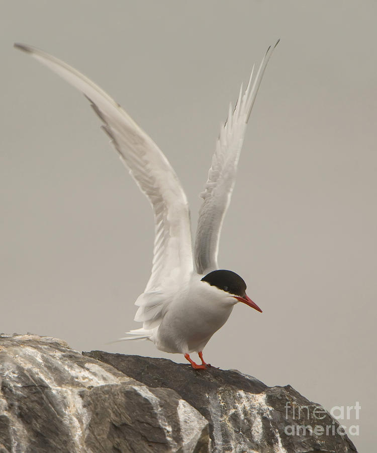 Arctic Tern Alights Photograph by John Shaw