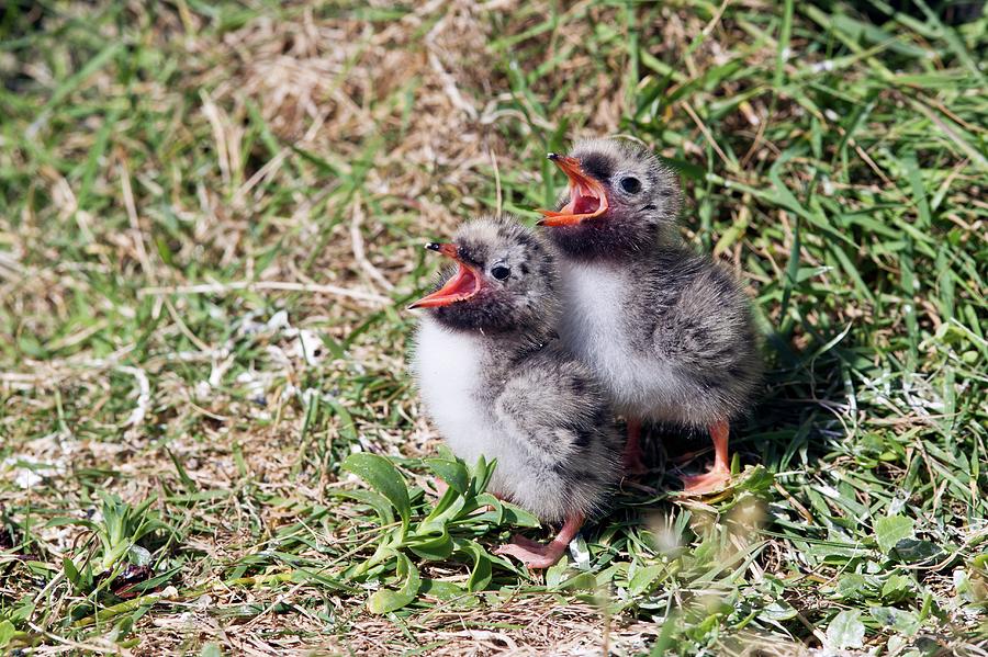 Nature Photograph - Arctic Tern Chicks by John Devries/science Photo Library