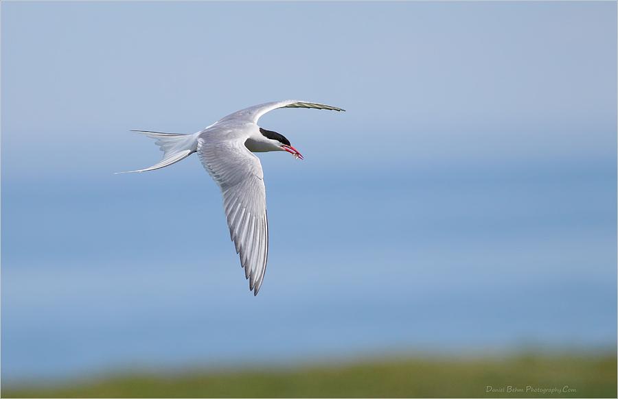 Arctic Tern Photograph by Daniel Behm