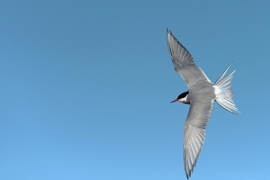 Arctic Tern Photograph by Dr P. Marazzi