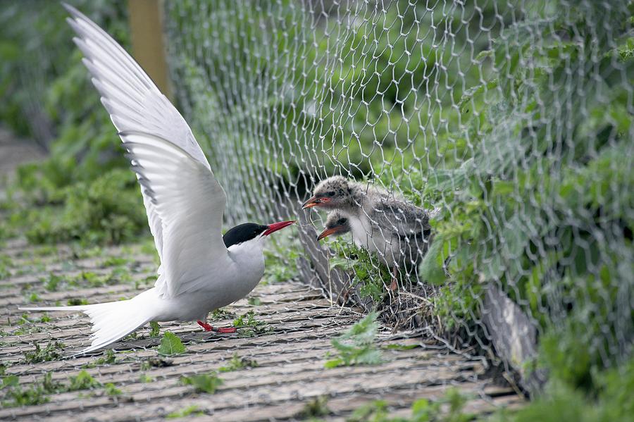 Nature Photograph - Arctic Tern Feeding Chicks by Simon Booth/science Photo Library