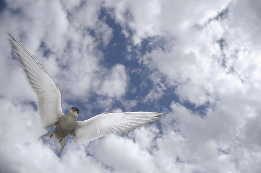 Arctic Tern Flying Against Cloudy Sky Photograph by Michael Quinton