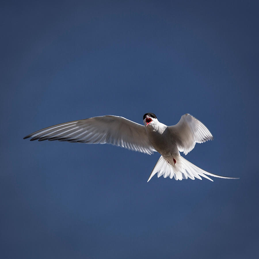 Arctic Tern In Flight, Iceland Photograph By Panoramic Images 