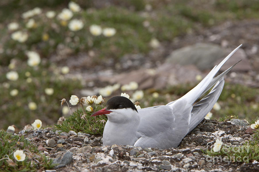 Arctic Tern In Its Nest Photograph by John Shaw