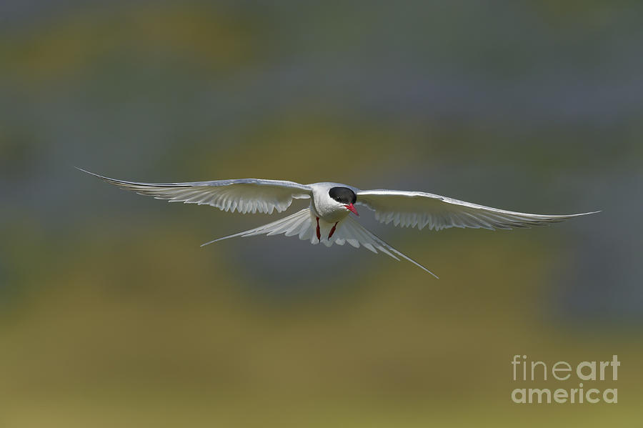 Arctic Tern Photograph by John Shaw