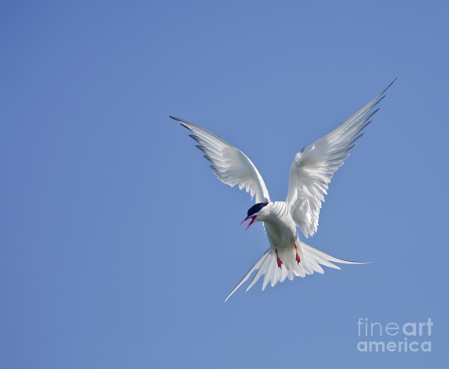 Nature Photograph - Arctic Tern by Liz Leyden