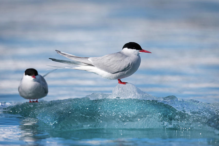 Arctic Tern Pair Photograph by Peter Orr Photography