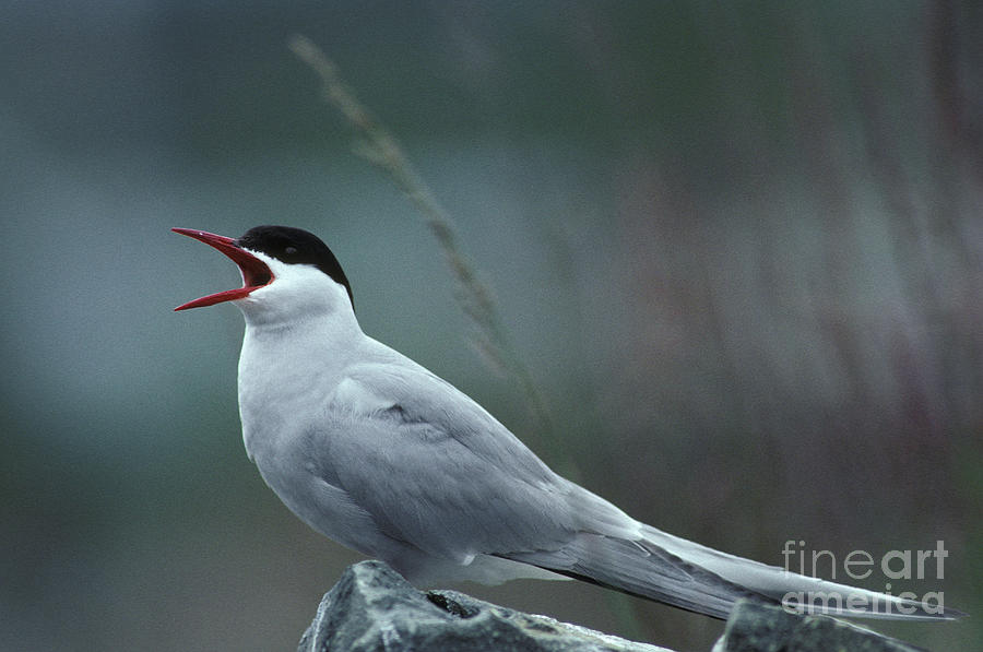 Arctic Tern Photograph By Ron Sanford Fine Art America 1124