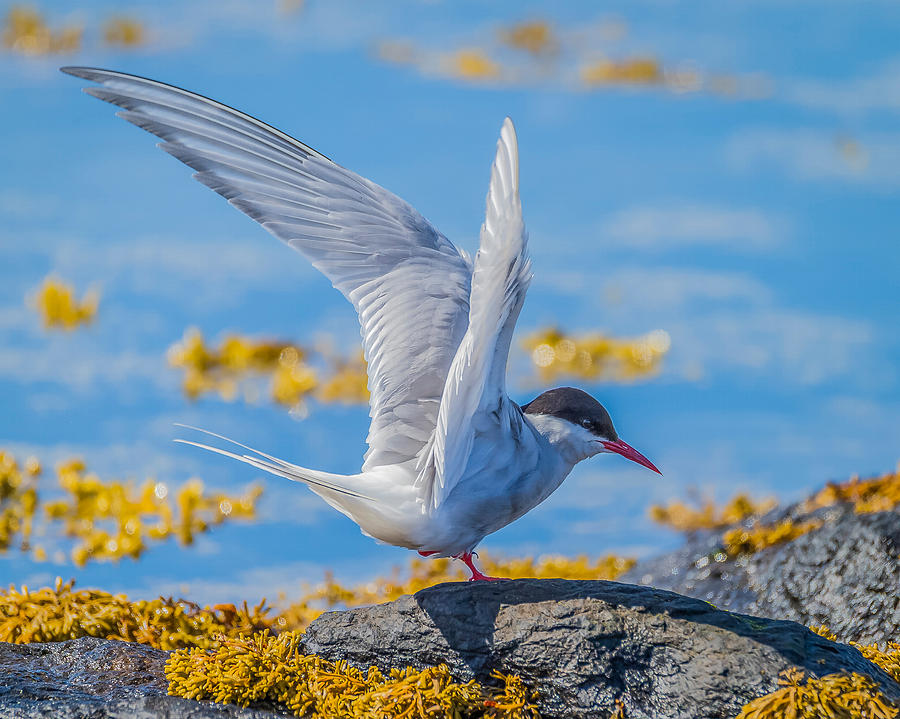 Bird Photograph - Arctic Tern Sterna Paradisaea, Flatey by Panoramic Images