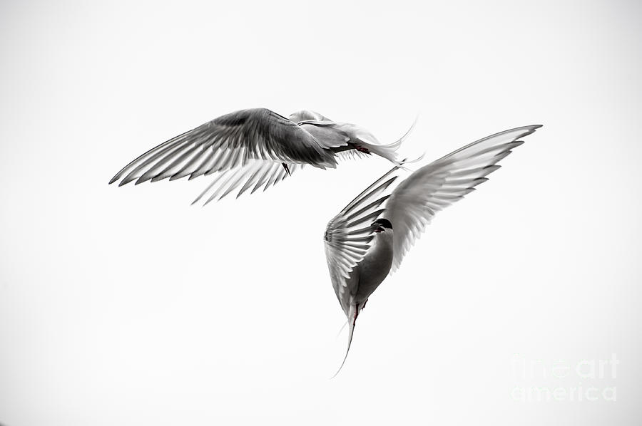 Black And White Photograph - Arctic Tern - sterna paradisaea - Pas de deux - Black and White by Ian Monk