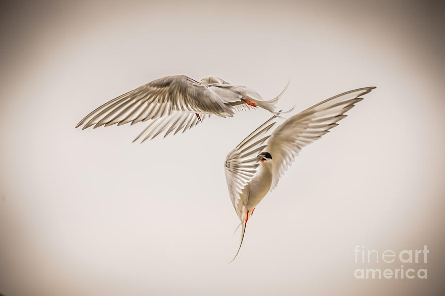 Bird Photograph - Arctic Tern - sterna paradisaea - Pas de deux -hdr by Ian Monk