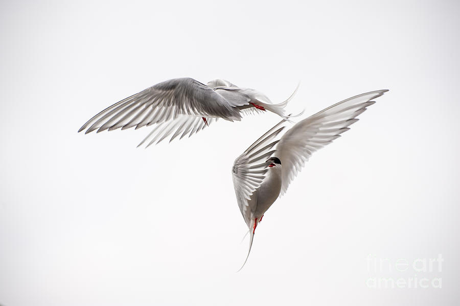 Bird Photograph - Arctic Tern - sterna paradisaea - Pas de deux  by Ian Monk