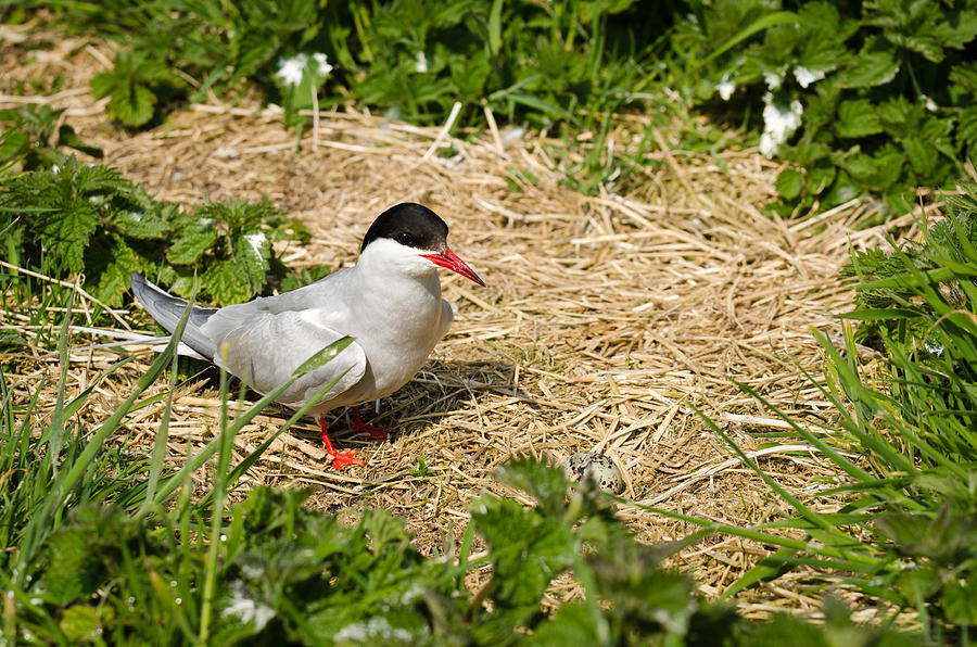 Arctic Tern With Egg In Nest Photograph