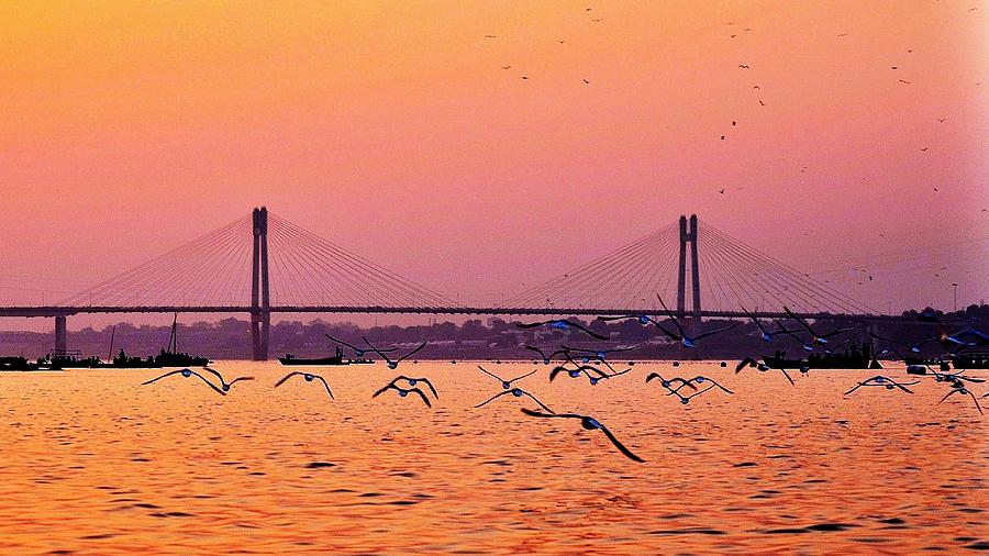 Nature Photograph - Arctic Terns at Sunset on the Ganges - Allahabad India by Kim Bemis