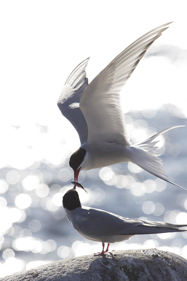 Arctic terns feeding each other Photograph by Ulrich Kunst And Bettina Scheidulin