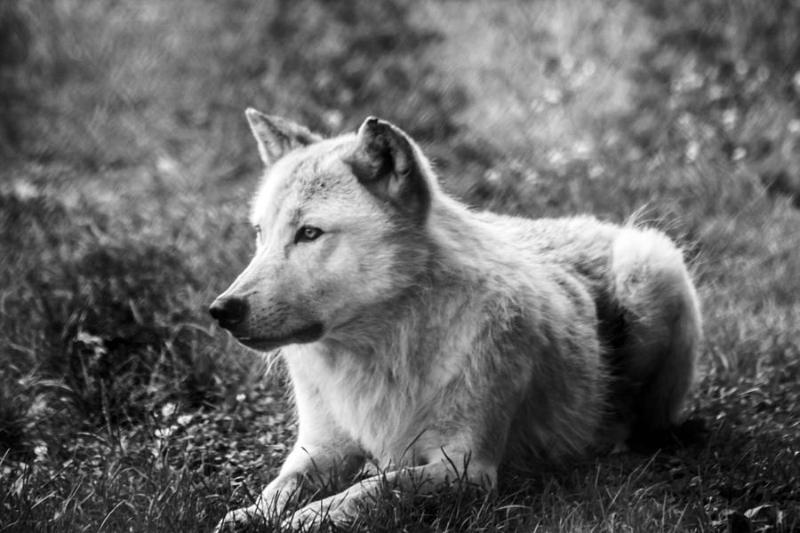 Arctic Timber Wolf Photograph by Barbara Blanchard | Fine Art America