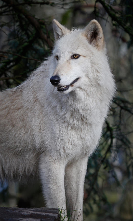 Arctic White Wolf by Athena Mckinzie