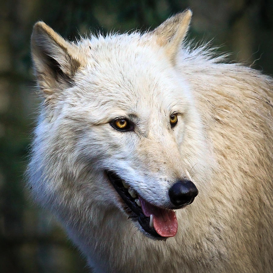 white arctic wolf