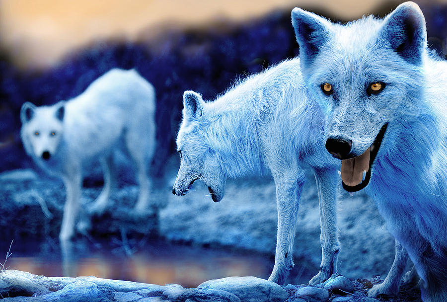 Wolf Photograph - Arctic White Wolves by Mal Bray