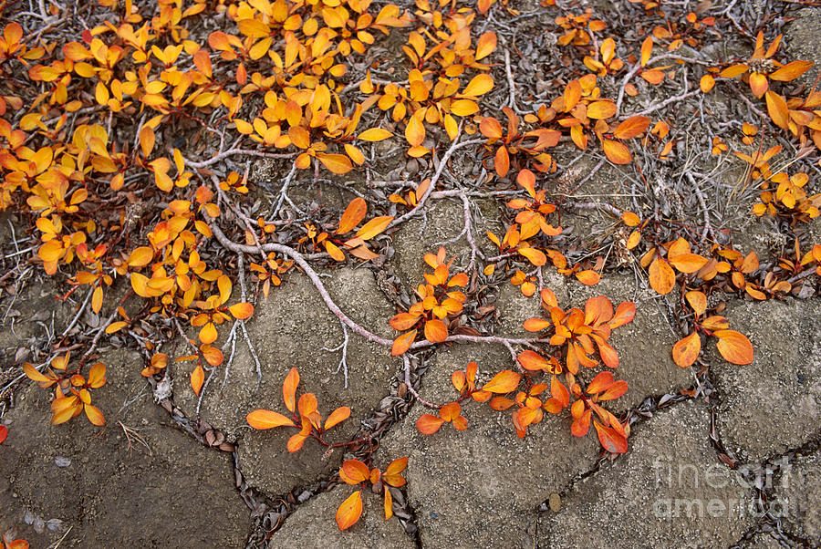 Fall Photograph - Arctic Willow by Bryan and Cherry Alexander