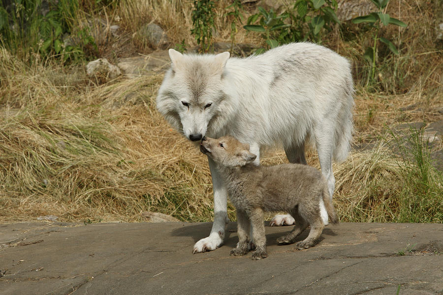 Arctic Wolf and Cub Photograph by Bjmc