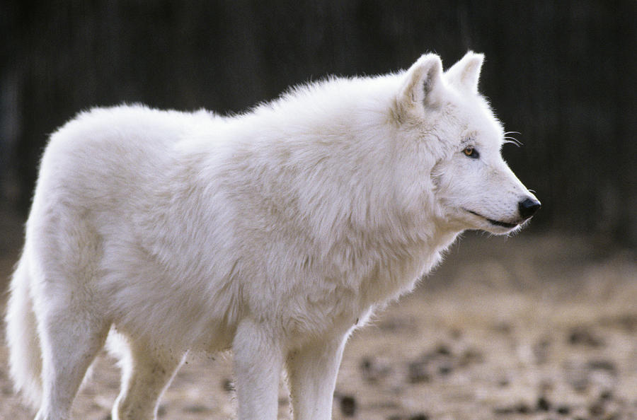 arctic wolf animal