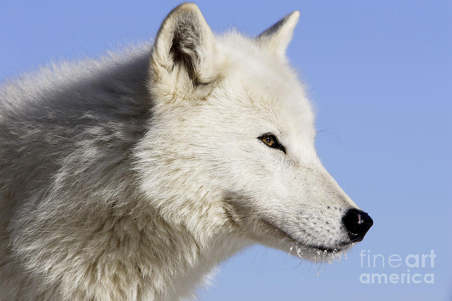 Arctic Wolf, Canis Lupus Arctos Photograph by M. Watson