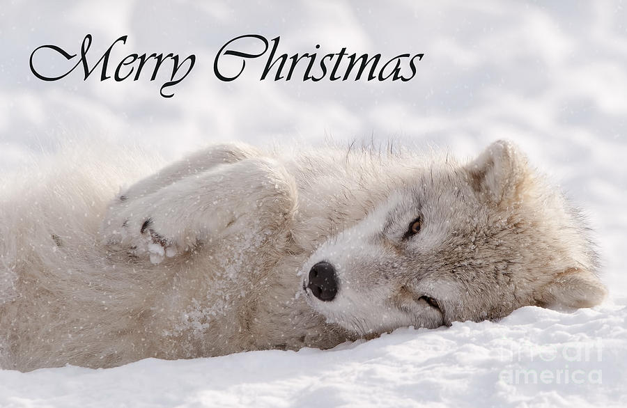 Arctic Wolf Christmas Card English 6 Photograph by Wolves Only