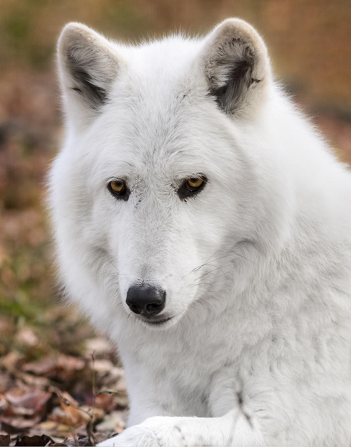 Arctic wolf Photograph by Eduard Moldoveanu
