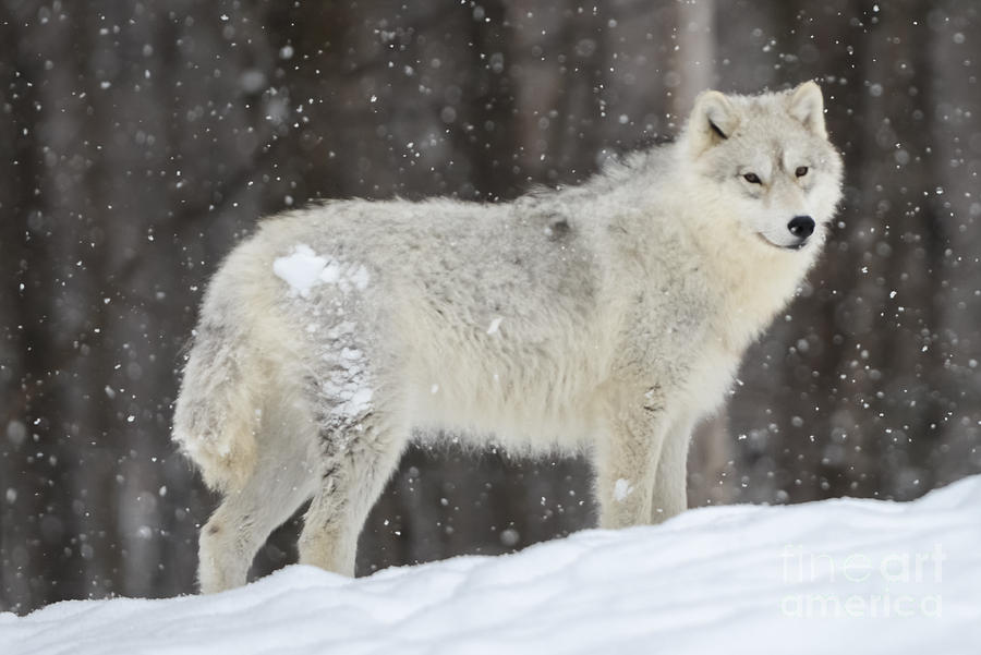 Arctic Wolf In A Snow Storm Photograph