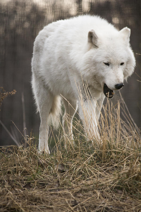 Arctic Wolf Photograph by Jill Morgan - Fine Art America