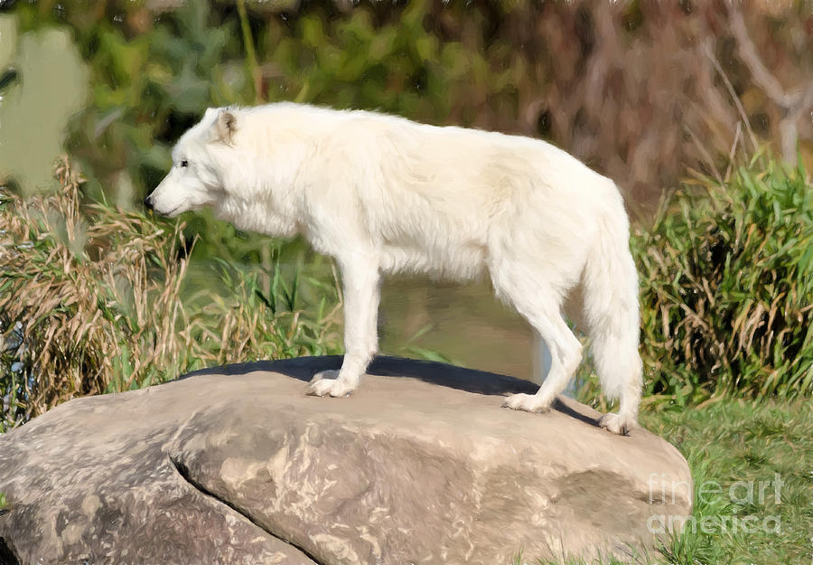Arctic wolf on a rock - Painterly Photograph by Les Palenik