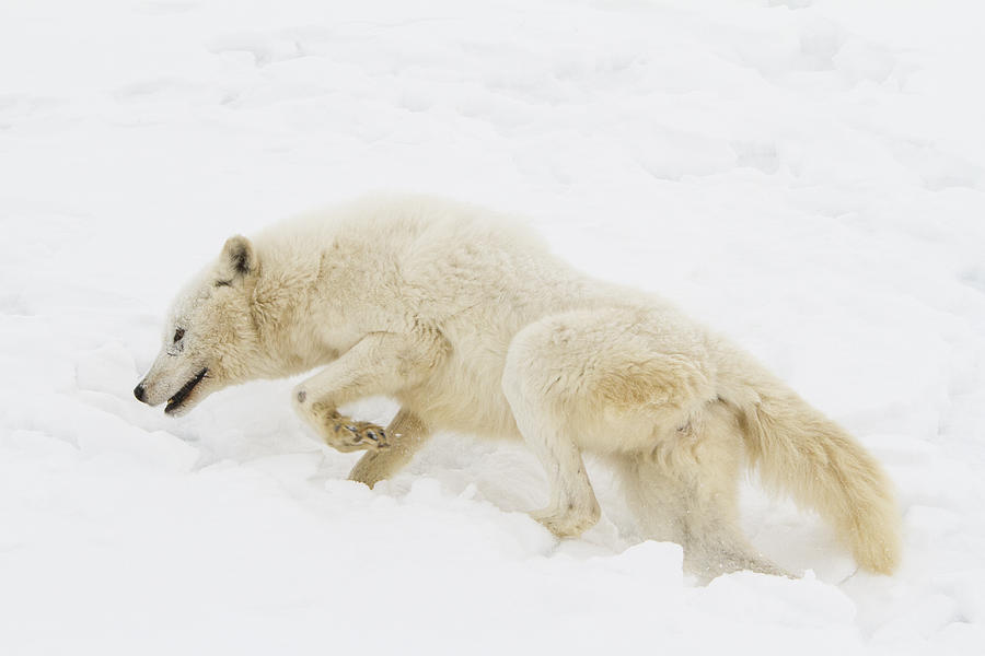 Arctic Wolf On The Prowl Photograph by Anita Oakley