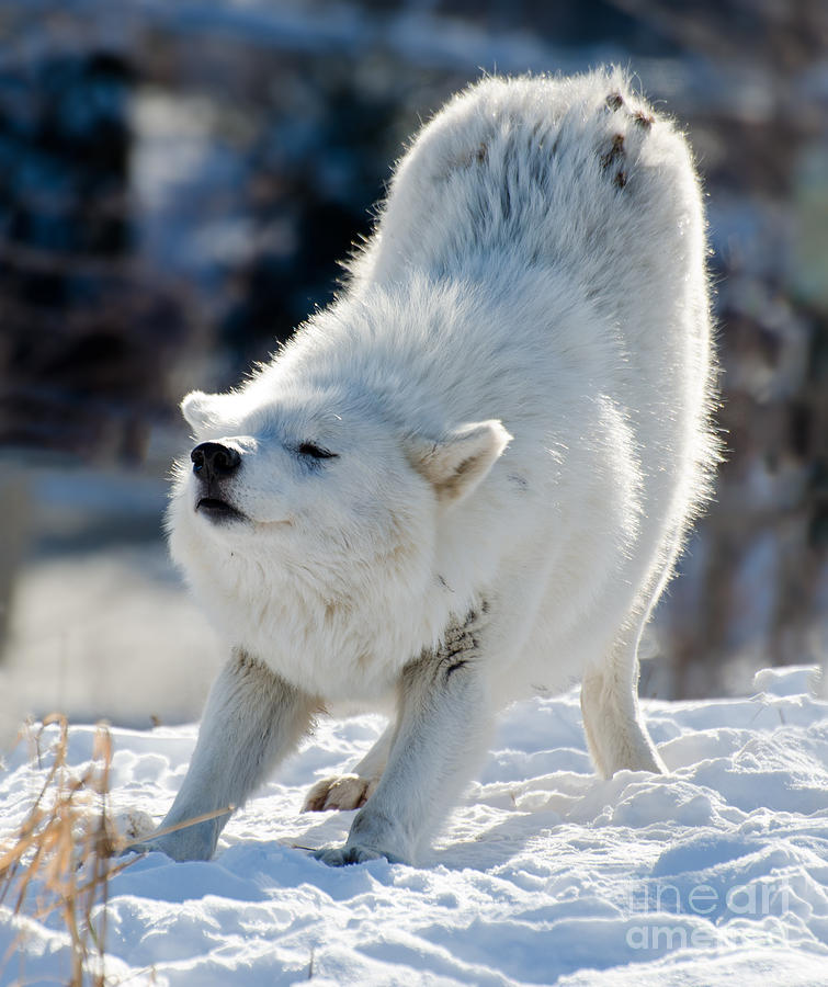 Arctic wolf stretching Photograph by Les Palenik