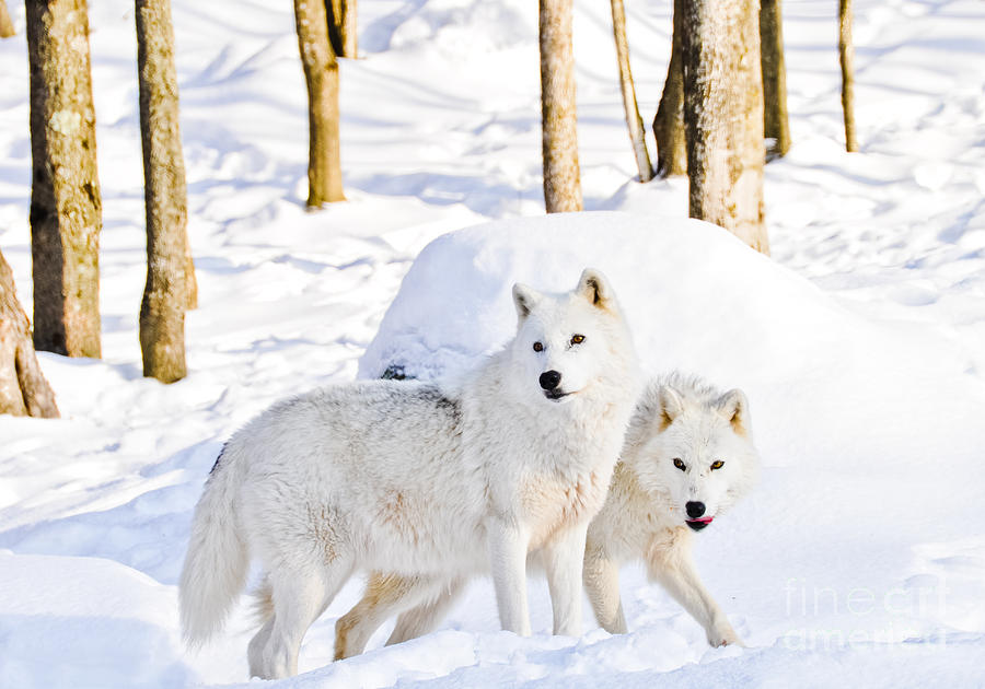 Arctic Wolves Photograph by Cheryl Baxter