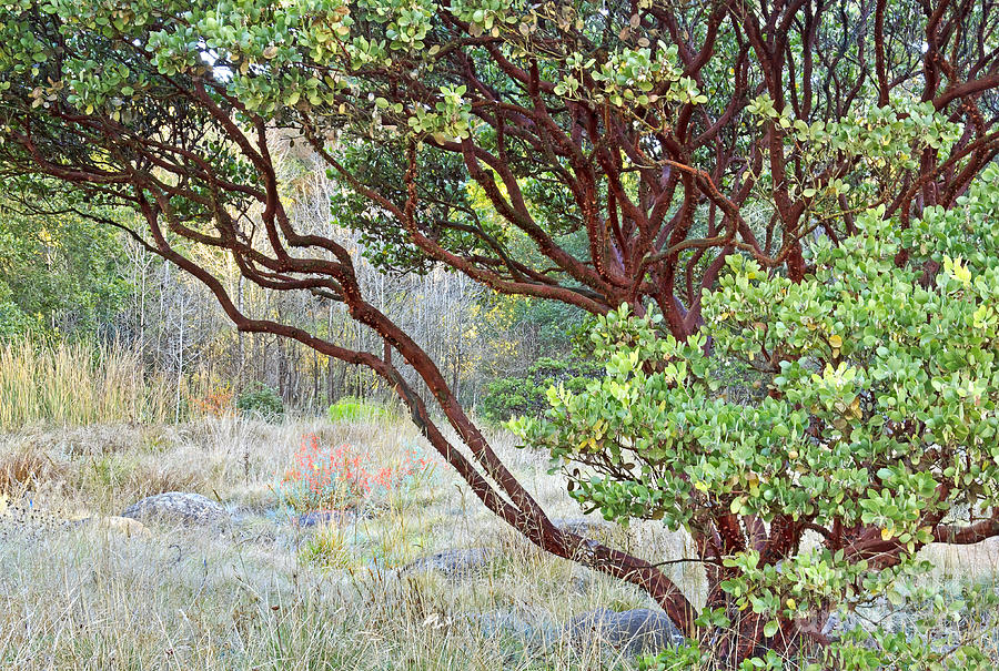 Arctostaphylos hybrid Photograph by Kate Brown